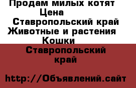 Продам милых котят › Цена ­ 500 - Ставропольский край Животные и растения » Кошки   . Ставропольский край